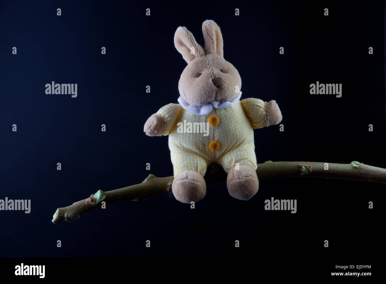 Furry, cuddly, lovable little rabbit toy sat on a green branch, isolated over black background Stock Photo