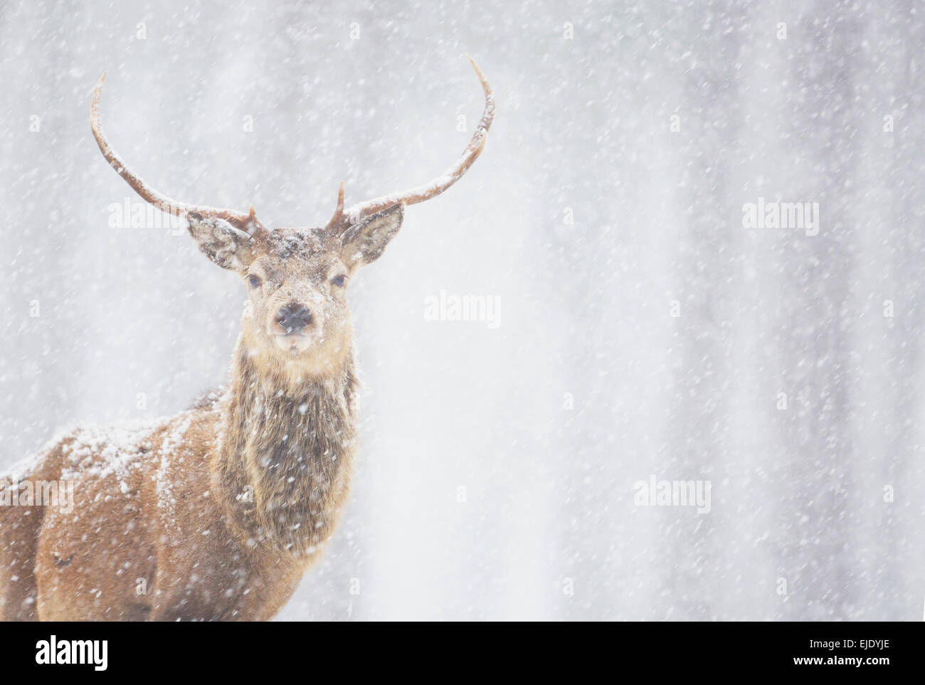 Red deer Cervus elaphus, stag in winter, Scotland Stock Photo