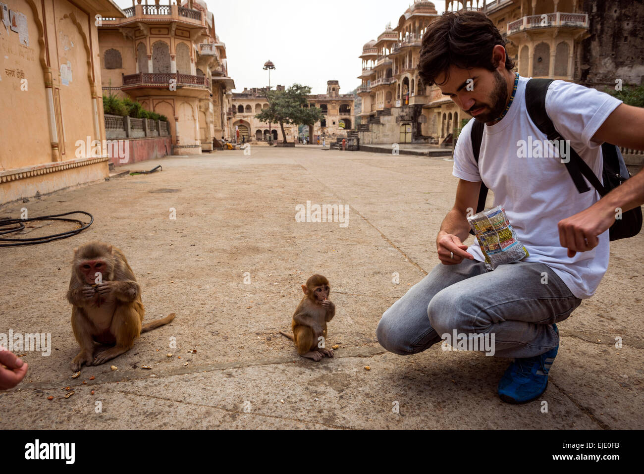 Man feeding monkeys at Galtaji Hanuman Hindu Temple near Jaipur, Rajasthan, India Stock Photo