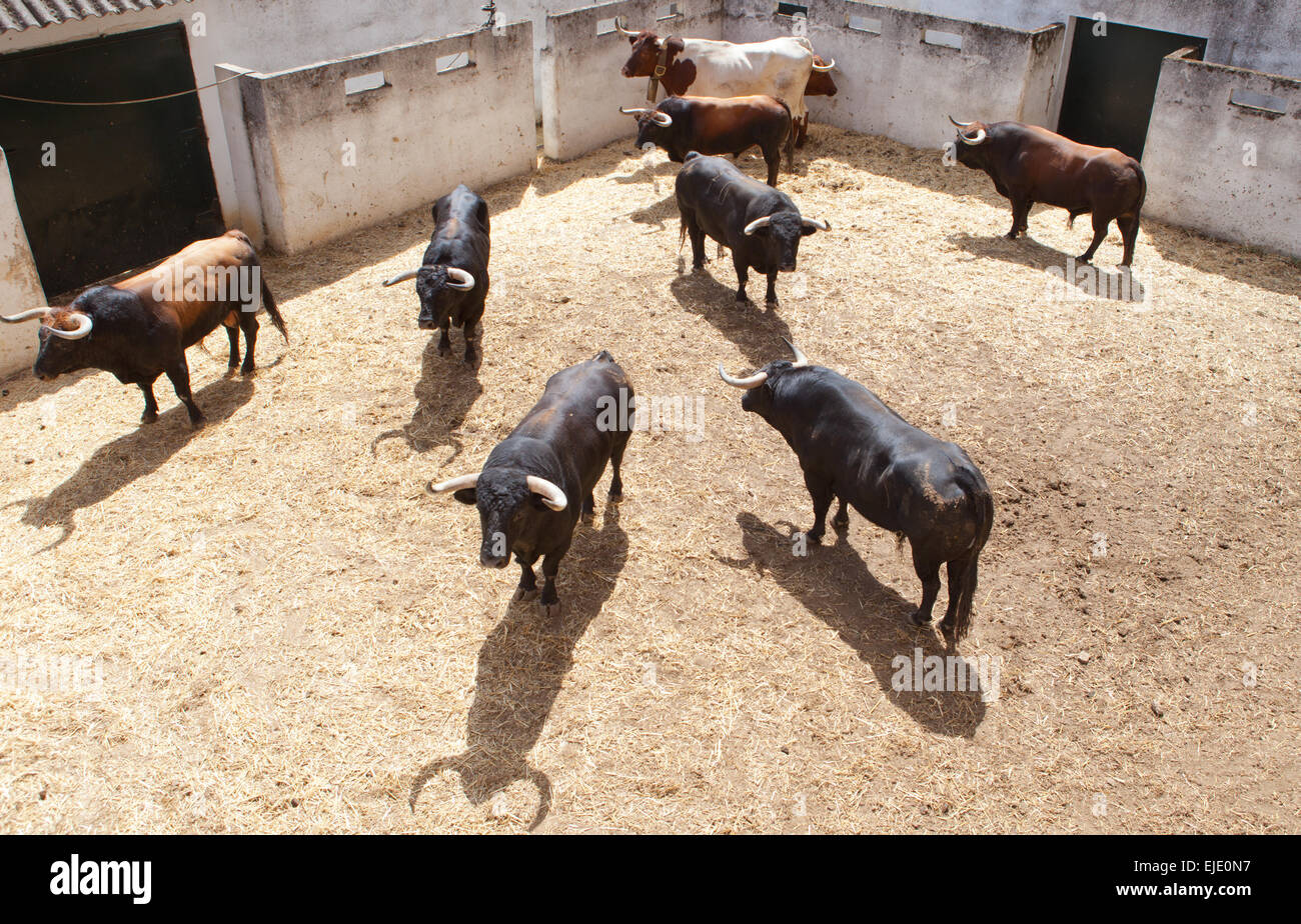 Fighting bulls on the courtyard before begining the show. Badajoz