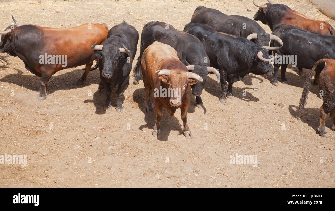 Fighting bulls on the courtyard before begining the show. Badajoz