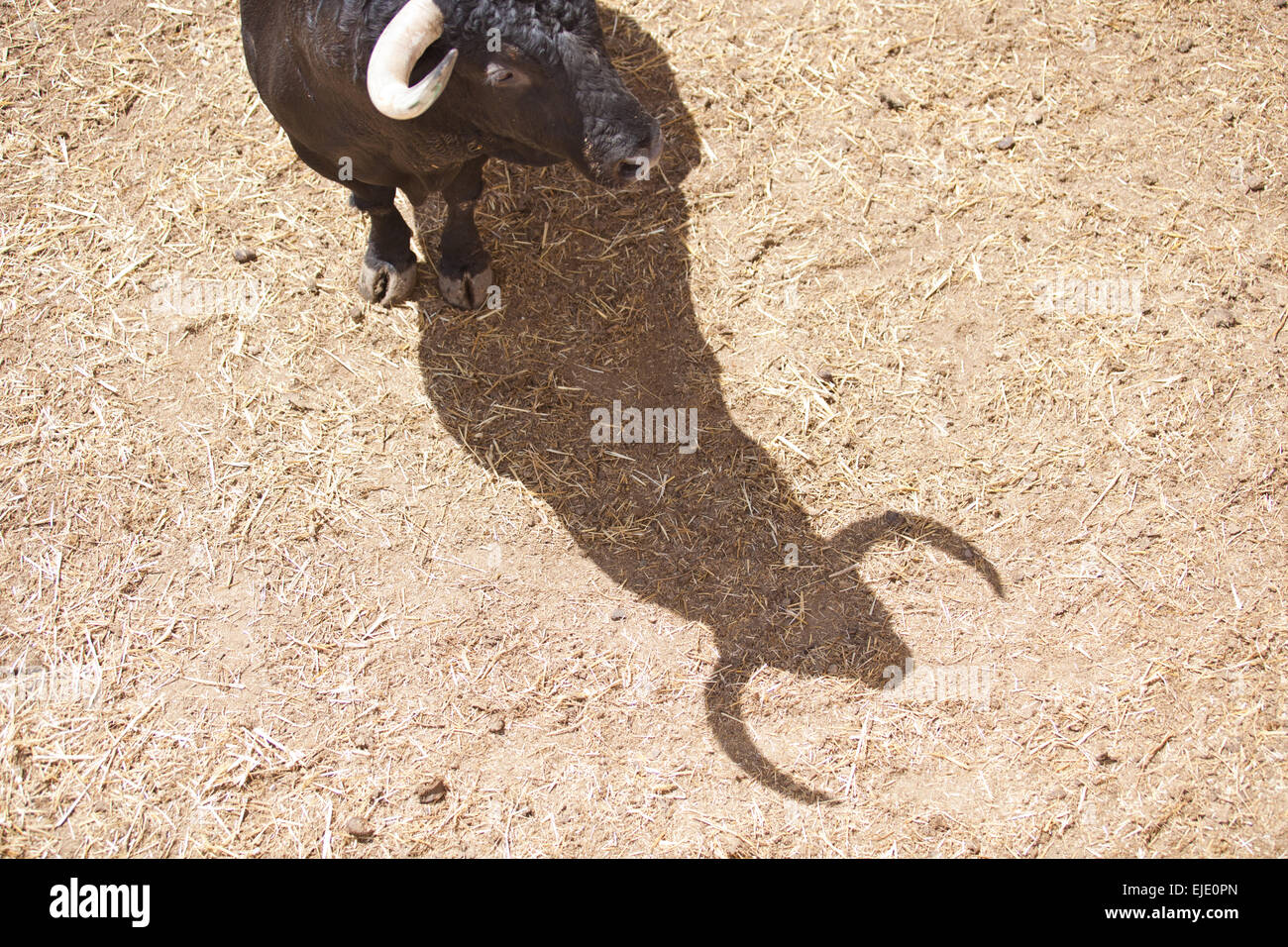 Fighting bulls on the courtyard before begining the show. Badajoz