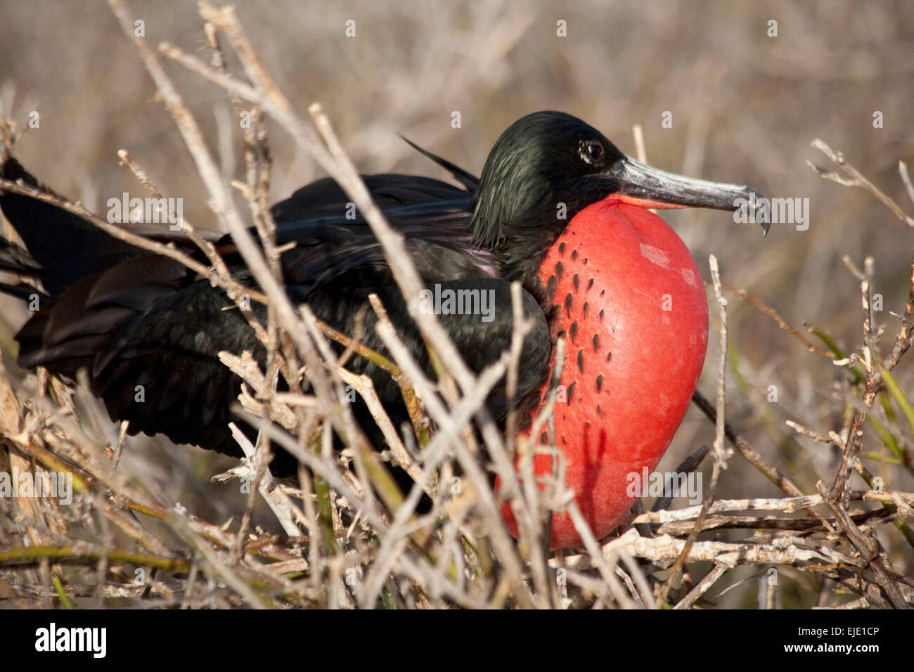 Great frigate bird Galapagos Islands Stock Photo - Alamy