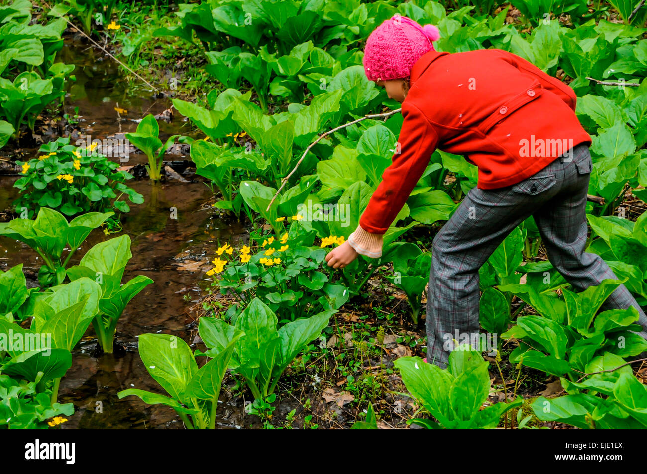 A girl picks flowers near water in North Park Pittsburgh pa in the