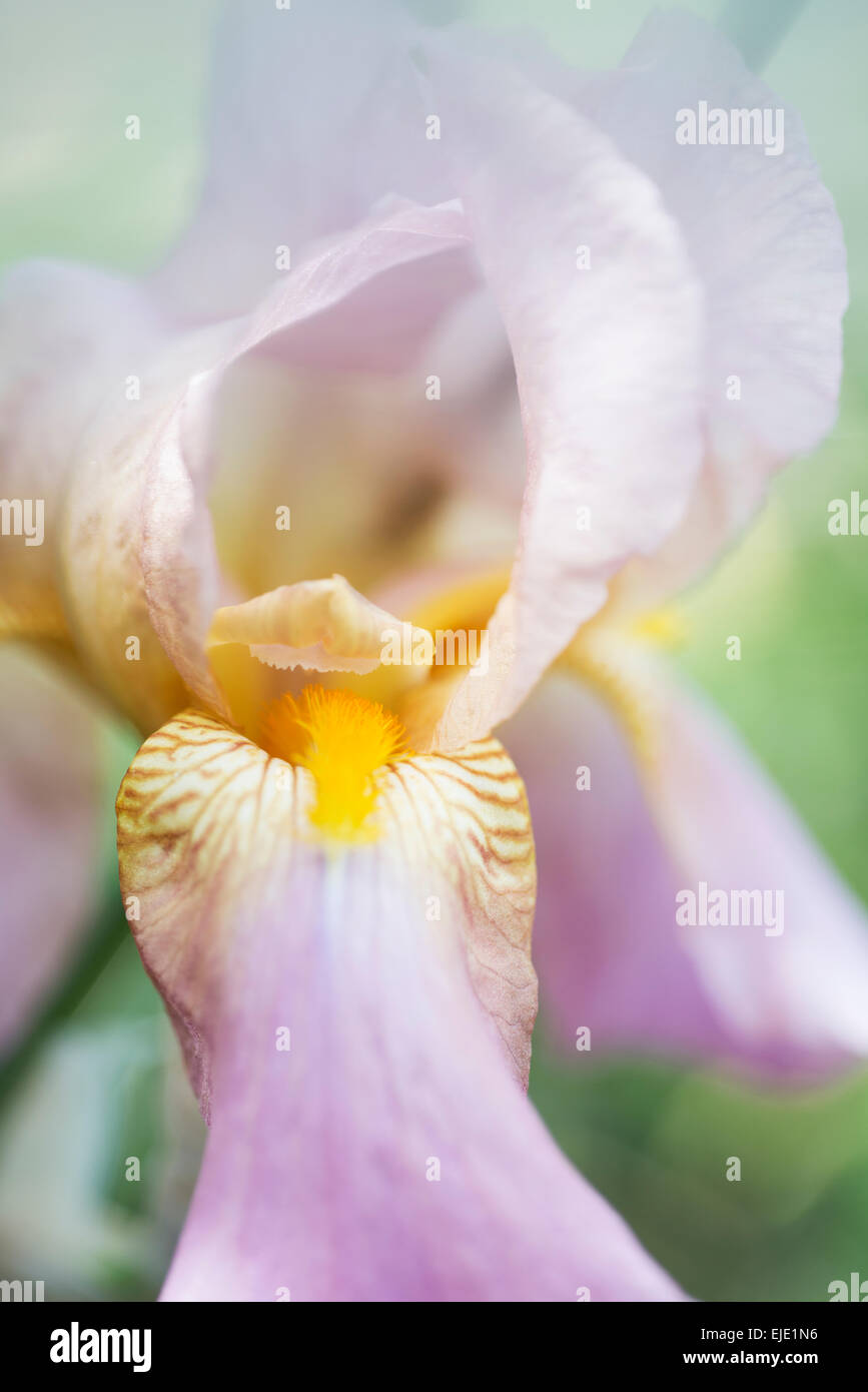 pink purple iris flower Stock Photo Alamy