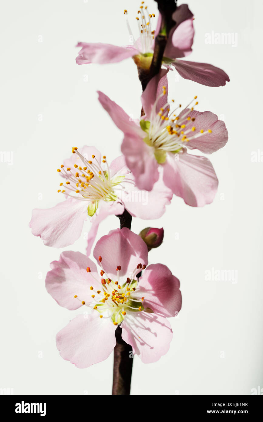 peach blossom branch Stock Photo