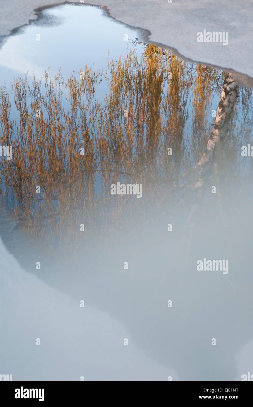 tree reflection puddle Stock Photo - Alamy