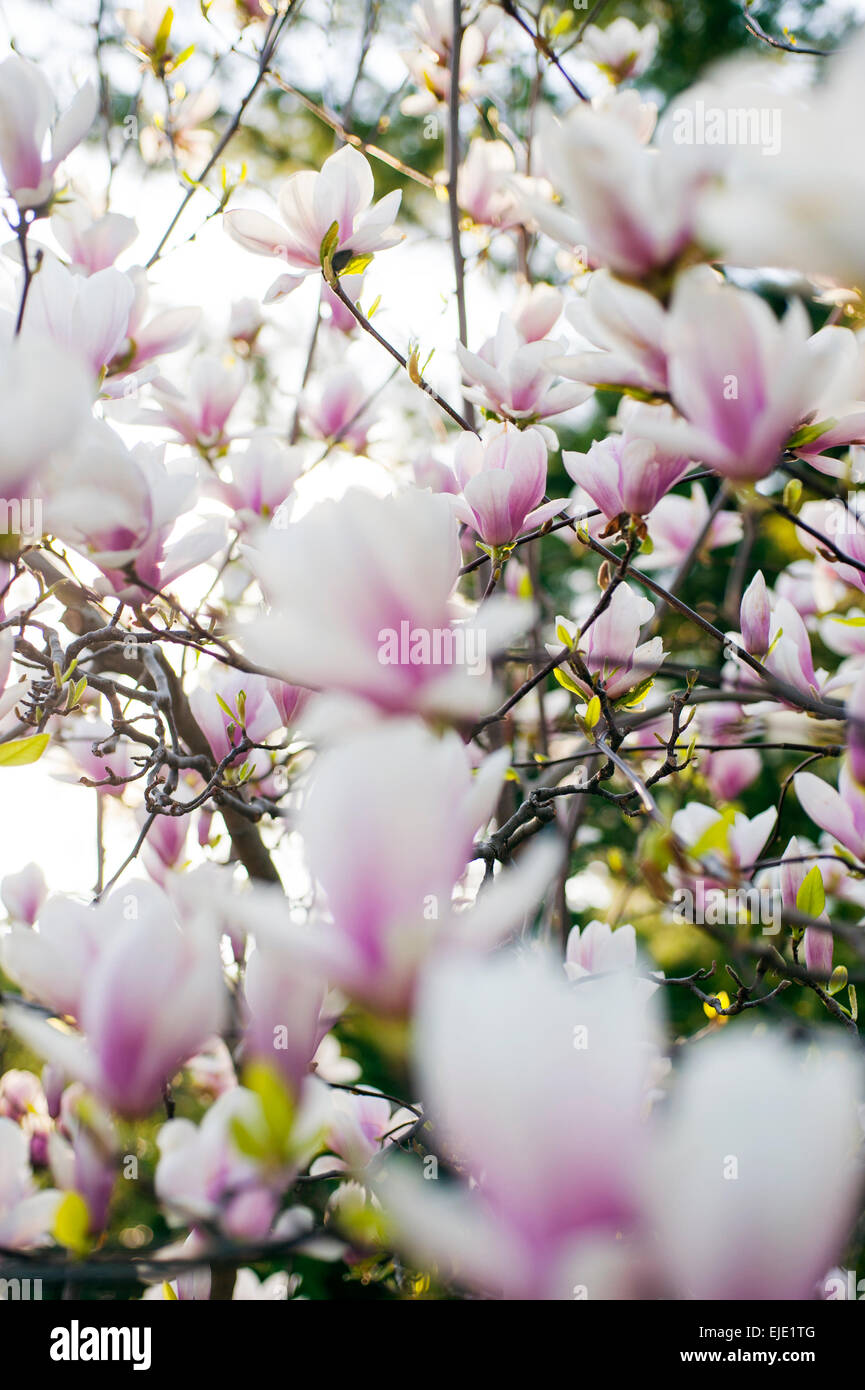 white pink magnolia tree blossom Stock Photo - Alamy