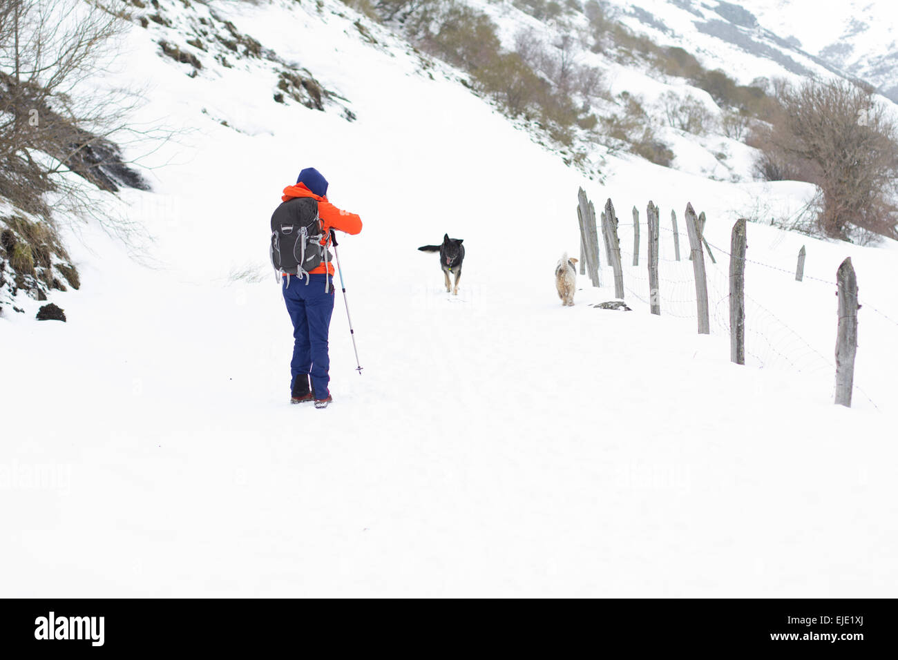 A mountaineer and dogs Stock Photo Alamy