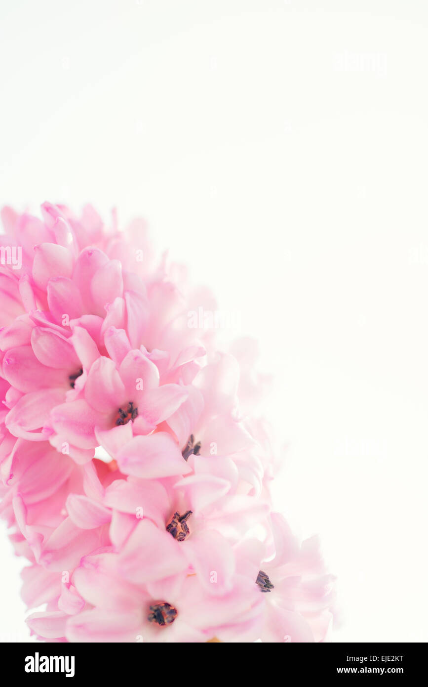 Hyacinth flower light pink Stock Photo