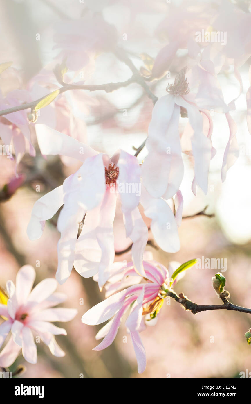 white pink magnolia tree blossom Stock Photo - Alamy