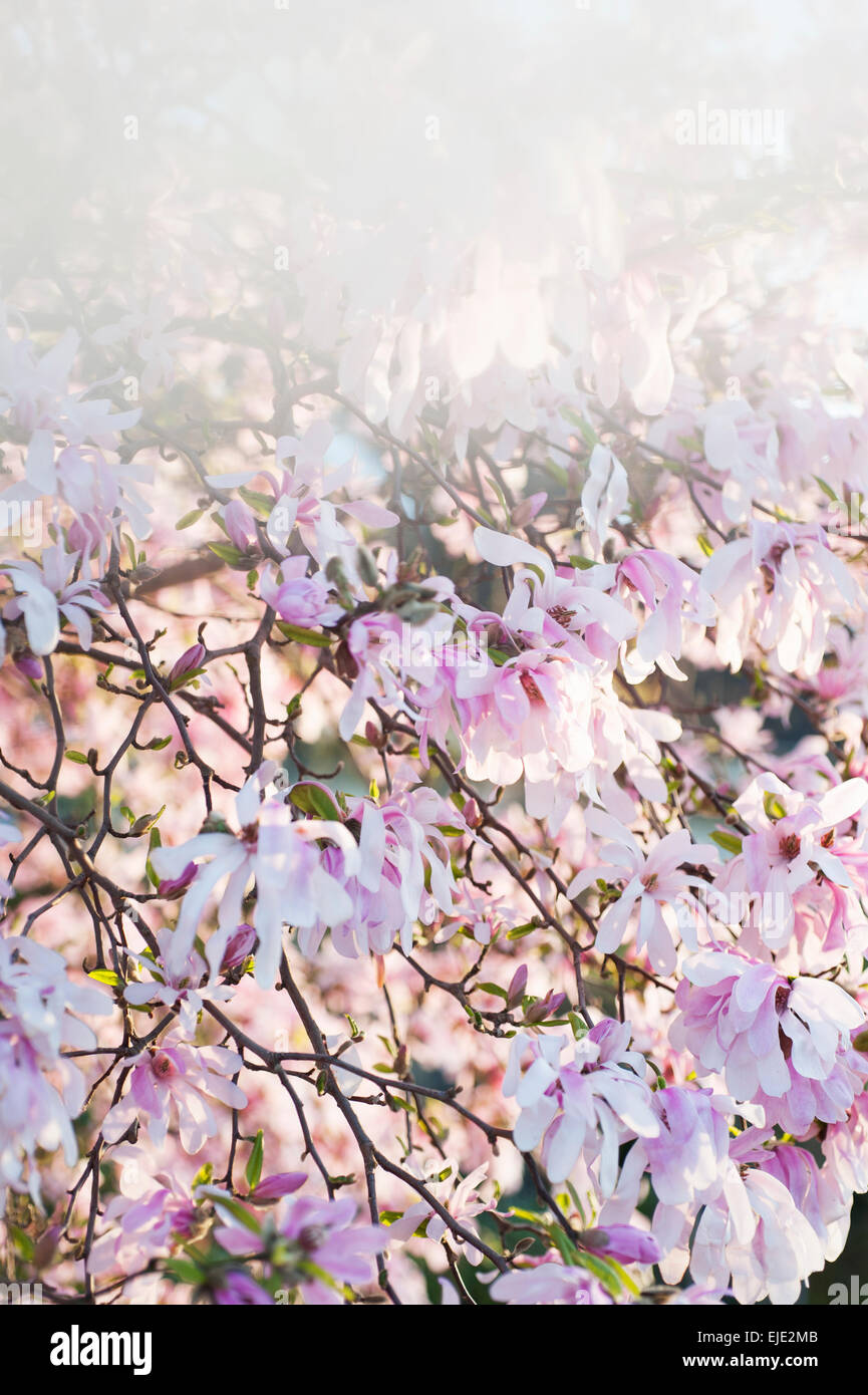 Pink magnolia tree hi-res stock photography and images - Alamy