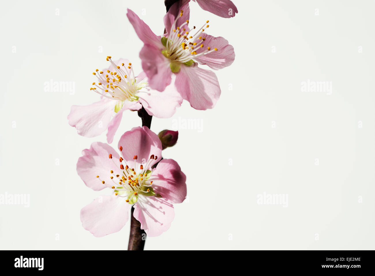 peach blossom branch Stock Photo