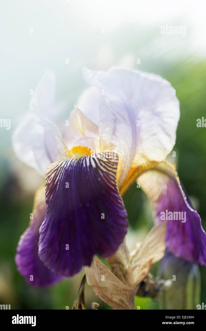 purple iris flower Stock Photo