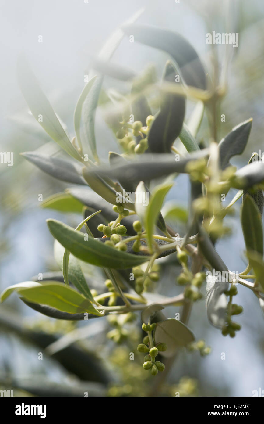 olive tree fruit Stock Photo Alamy
