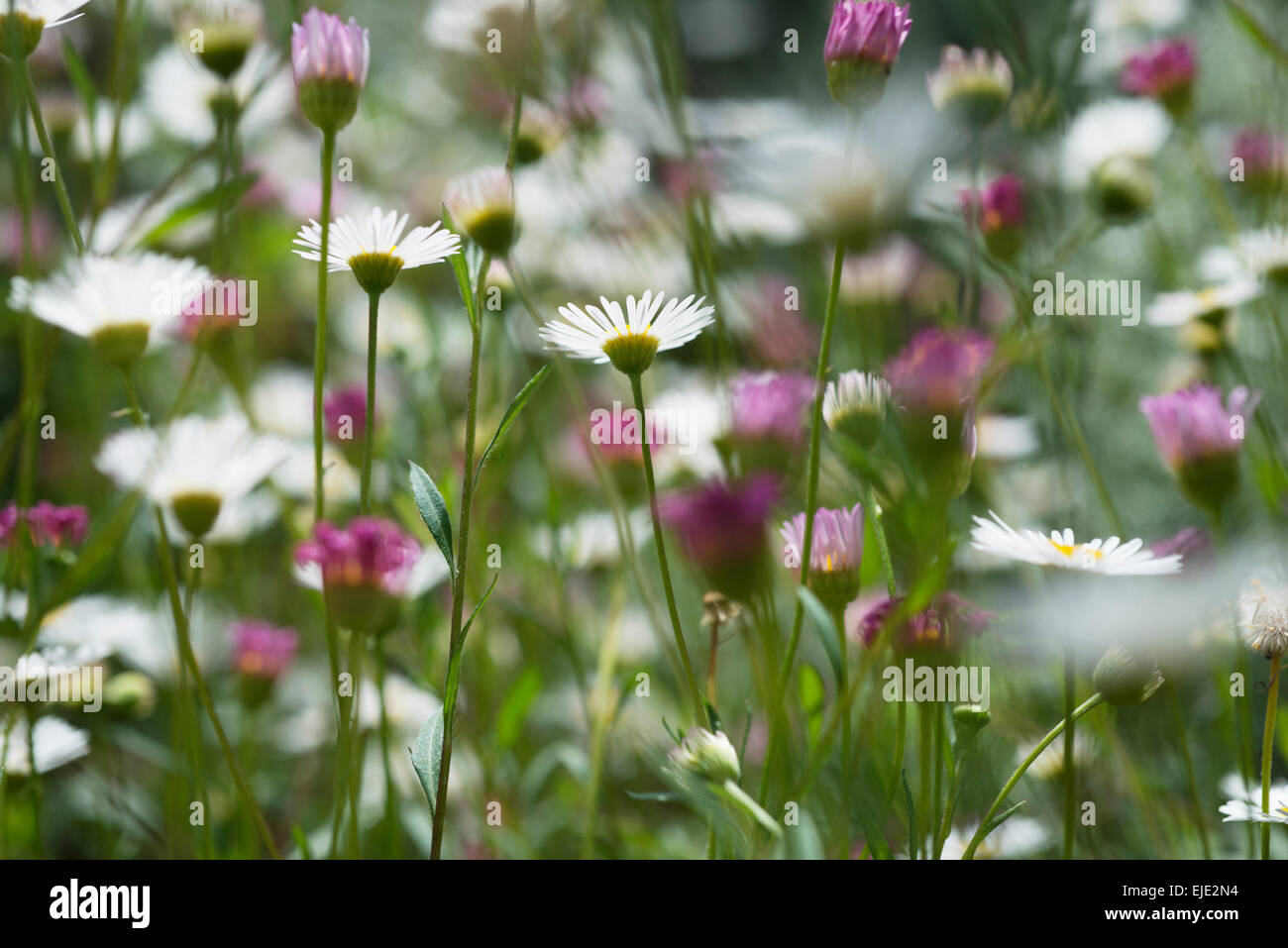 bright flower spring Stock Photo - Alamy
