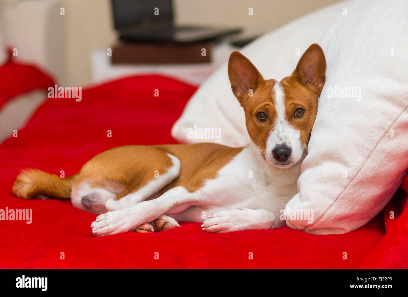 Cute basenji having rest on the sofa Stock Photo - Alamy