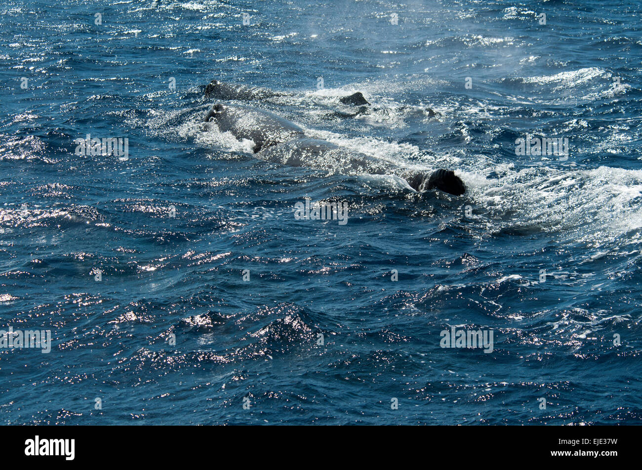 Sperm Whales Swimming In The Caribbean Sea Off The Coast Of Dominica ...