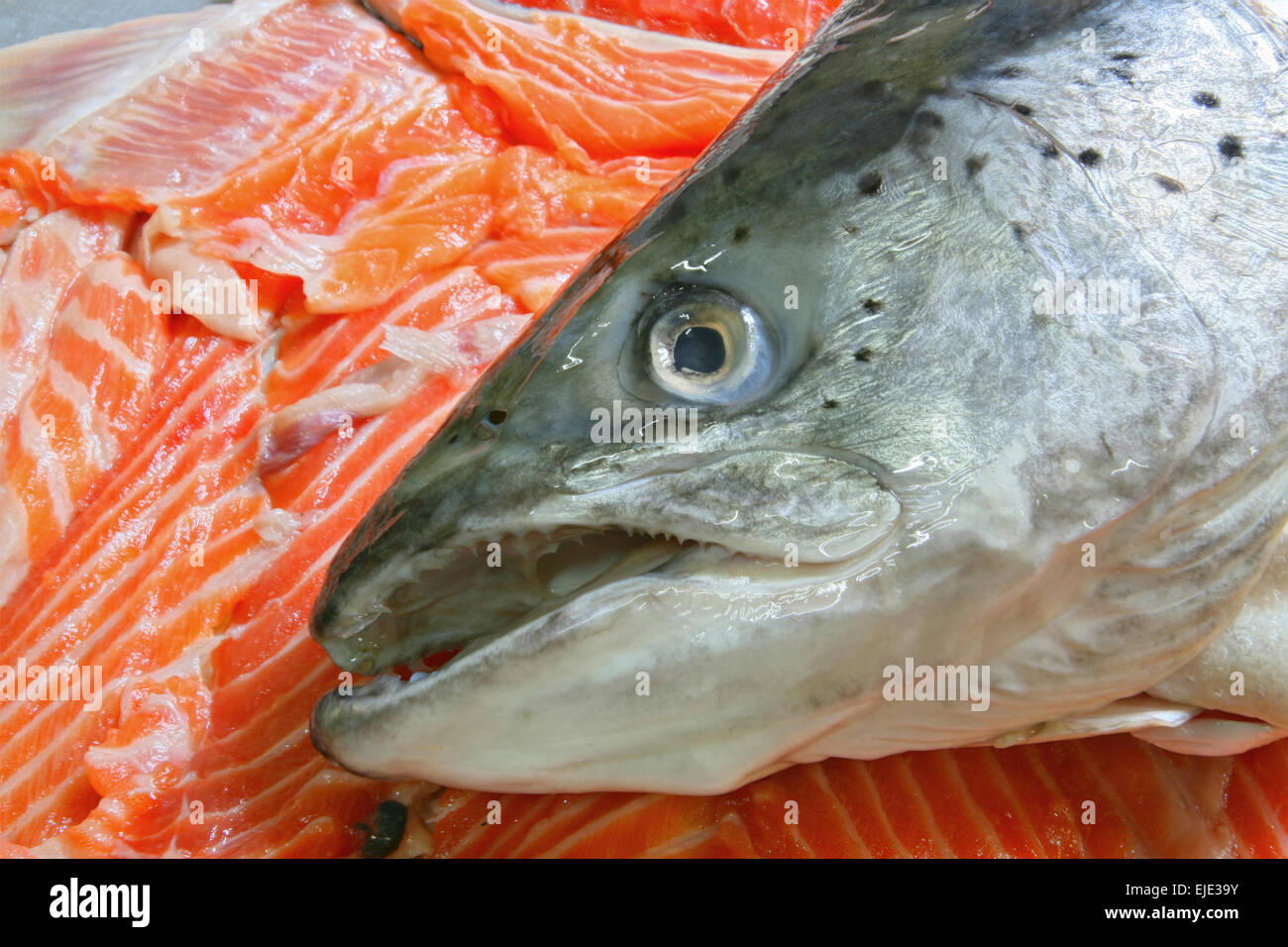 голова красной рыбы. уха с головой рыбы. голова красной рыбы. голова форели. семга охлажденная.