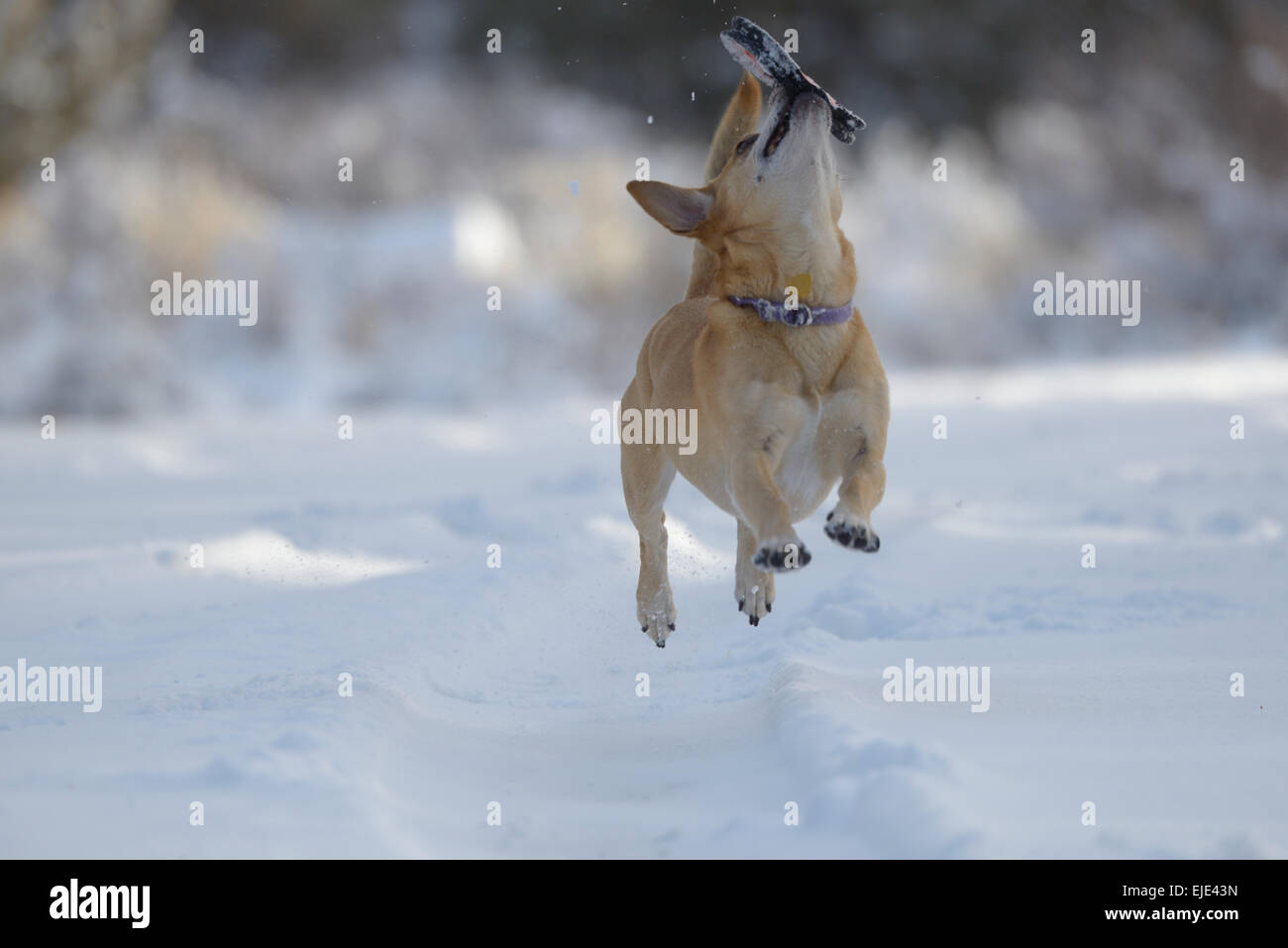 Puppy playing in the snow Stock Photo - Alamy