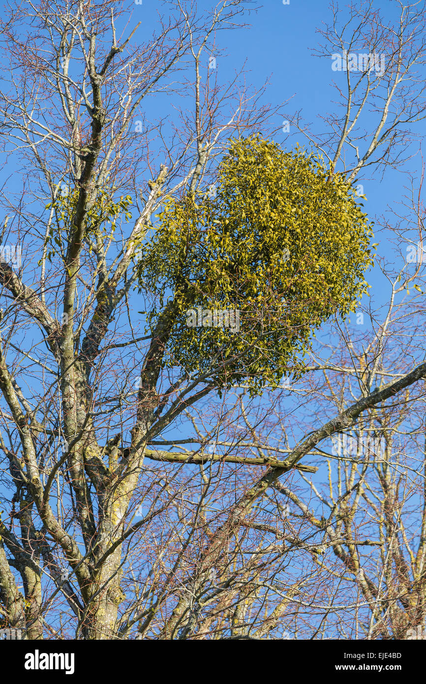 Mistletoe balls growing on mature Beech trees. It is a parasitic plant closely associated with Christmas and kissing. Stock Photo