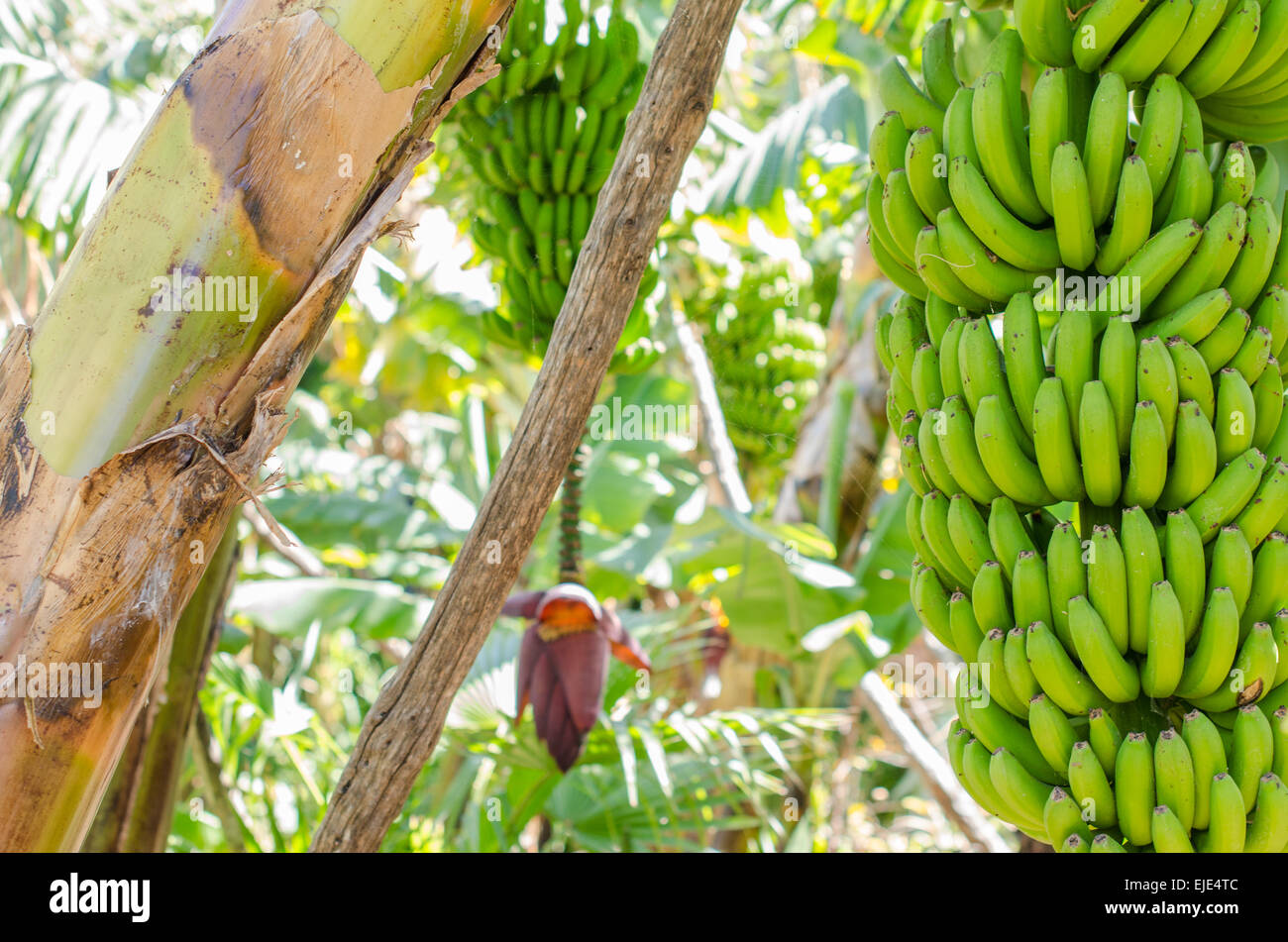 Fresh Organic Ripe Bananas and Raw Bananas in One Banana Bunch on a Wooden  Picnic Table Stock Image - Image of market, natural: 66177521