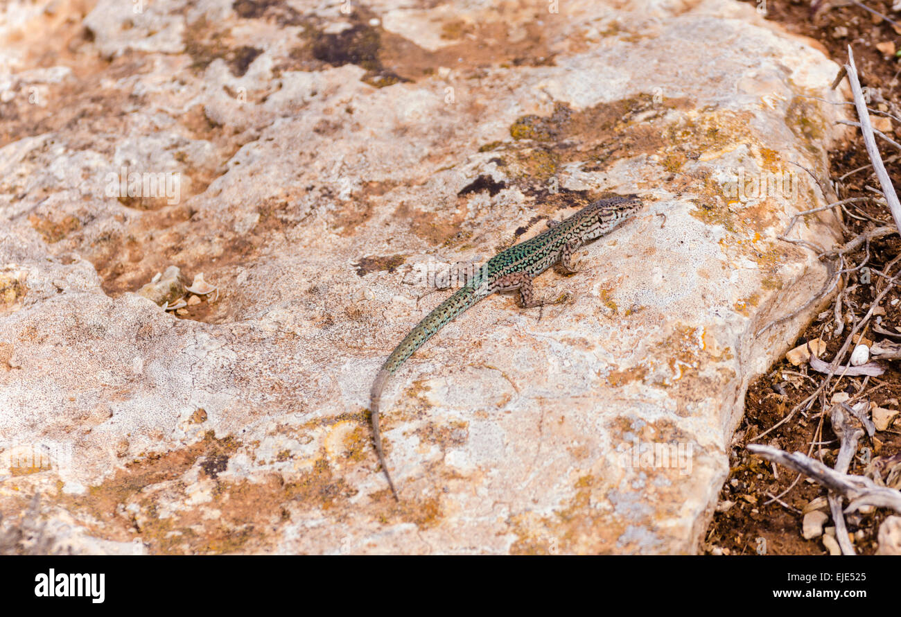 Ibiza wall lizard (Podarcis pityusensis), Formentera Balearic Islands Spain Stock Photo