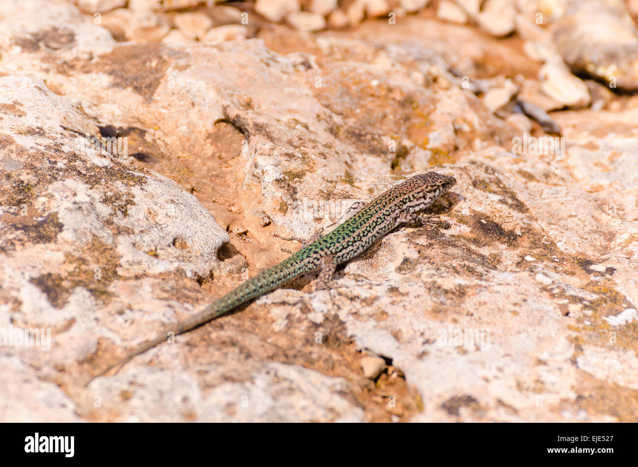 Ibiza wall lizard (Podarcis pityusensis), Formentera Balearic Islands Spain Stock Photo