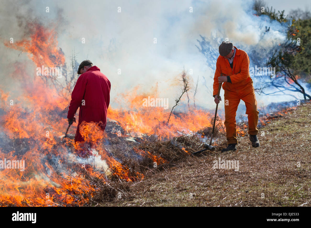 Two forestry workers setting fires in Gorse and bracken. Known as controlled burning, this reduces the intensity of a real fire. Stock Photo