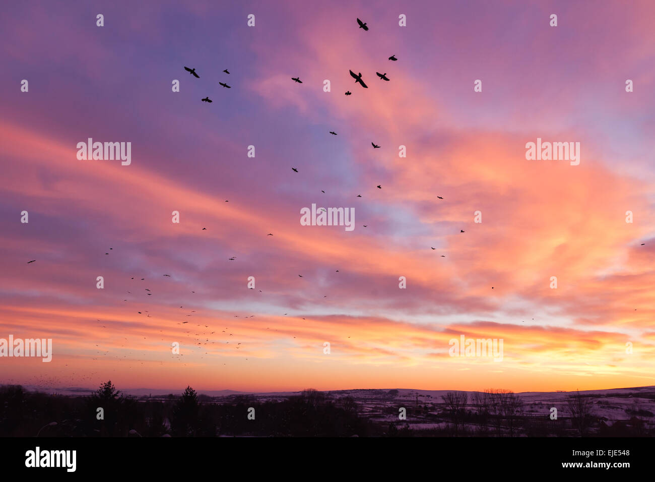 Morning sky birds hi-res stock photography and images - Alamy