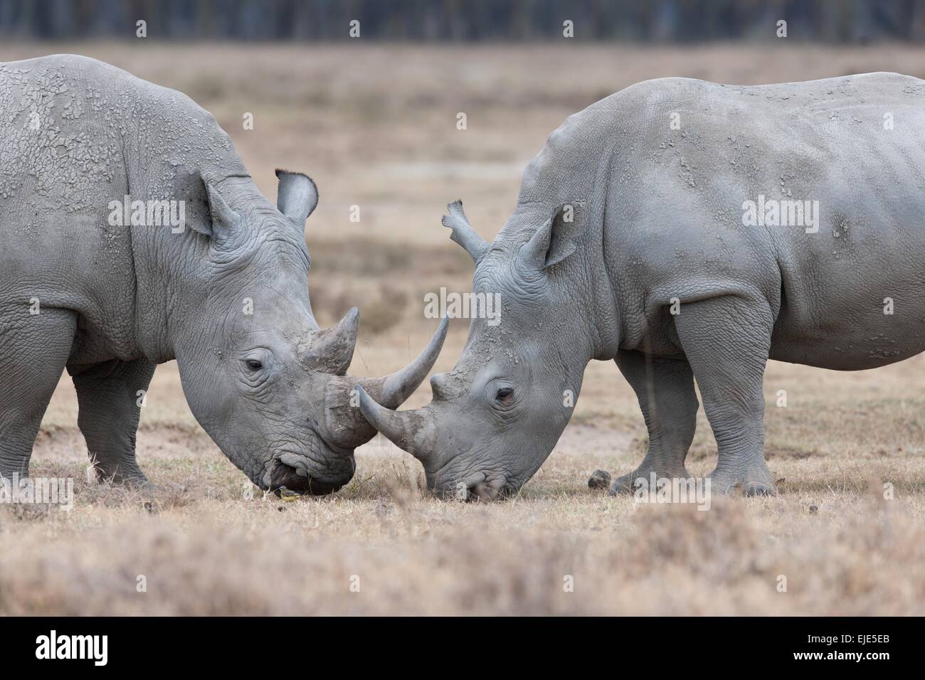 rhino in the national park Lake Nakuru in Kenya Stock Photo