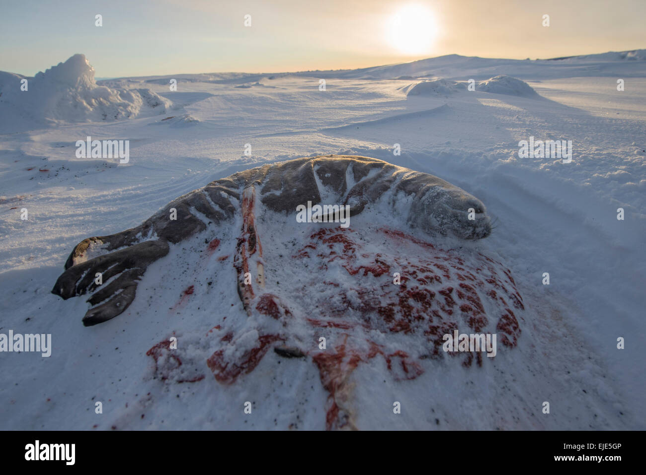 Weddell seal fetus and placenta on the surface of the Ross Sea. Stock Photo