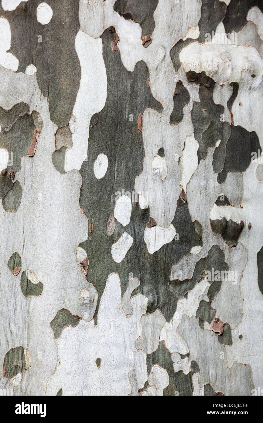 Bark of a plane tree (Platanus sp.) in Bourg-d'Oisans, Hautes-Alpes, France. Stock Photo