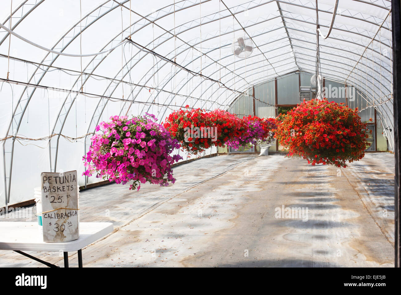 Petunia baskets hanging in a greenhouse Stock Photo Alamy