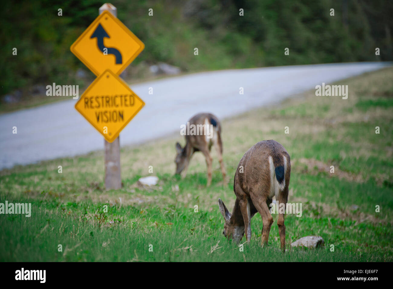 Two deer graze by the roadside Stock Photo