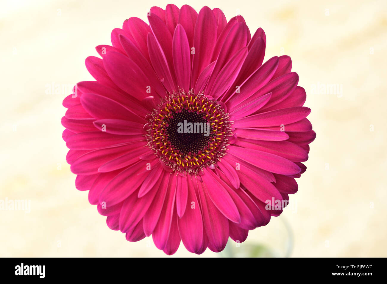 Pink Gerbera daisy flower head with a bright background Stock Photo