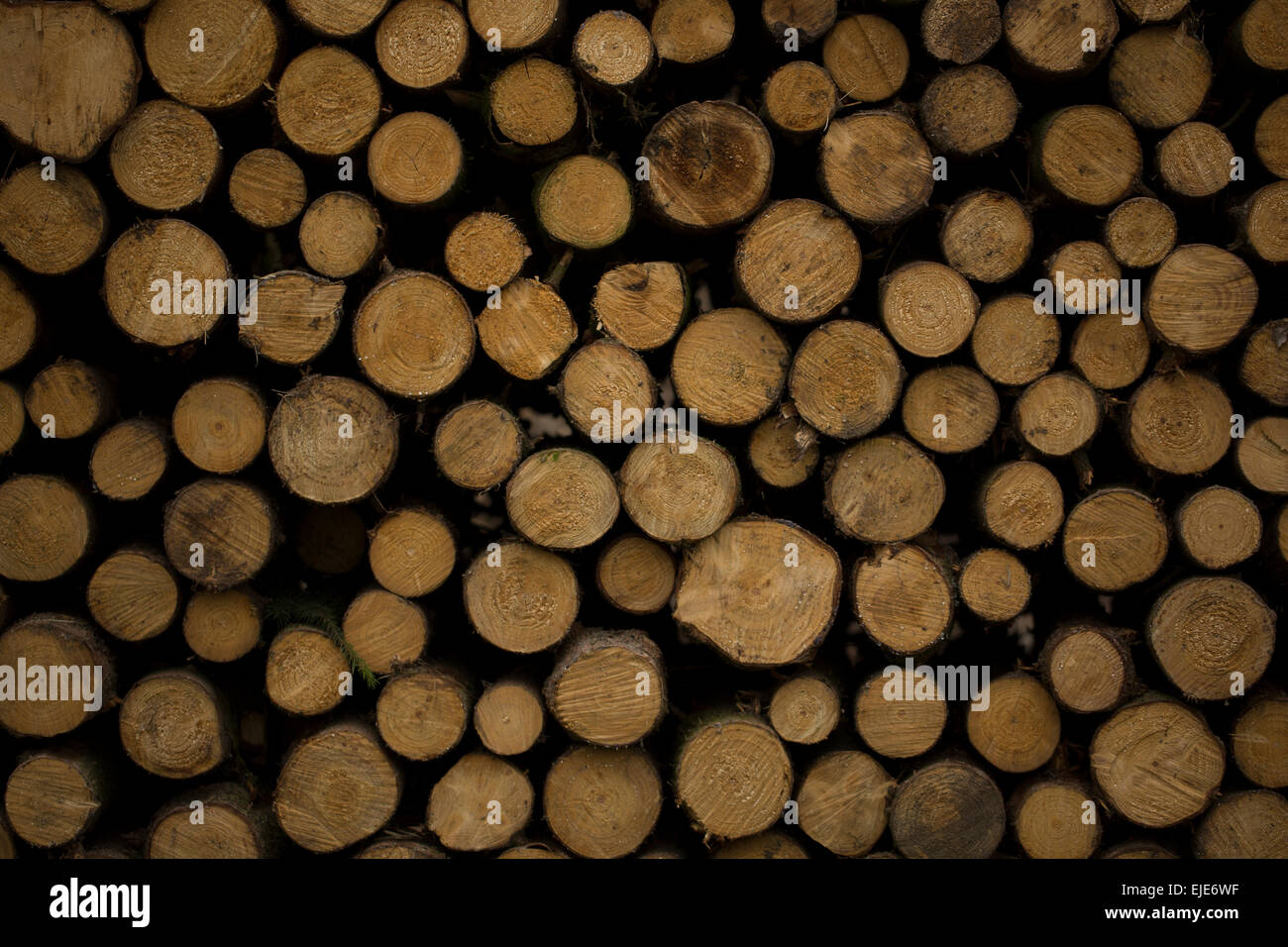A pile of logs with their front sides facing to the camera. Rhoen Mountains, Germany Stock Photo