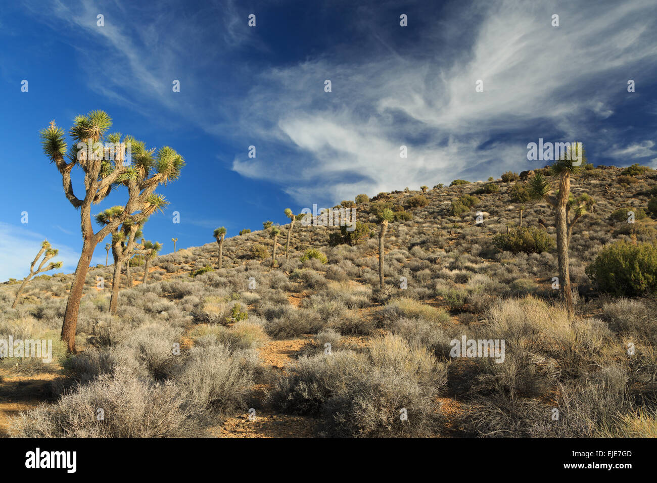 A photograph of some Joshua Trees in Joshua Tree National Park