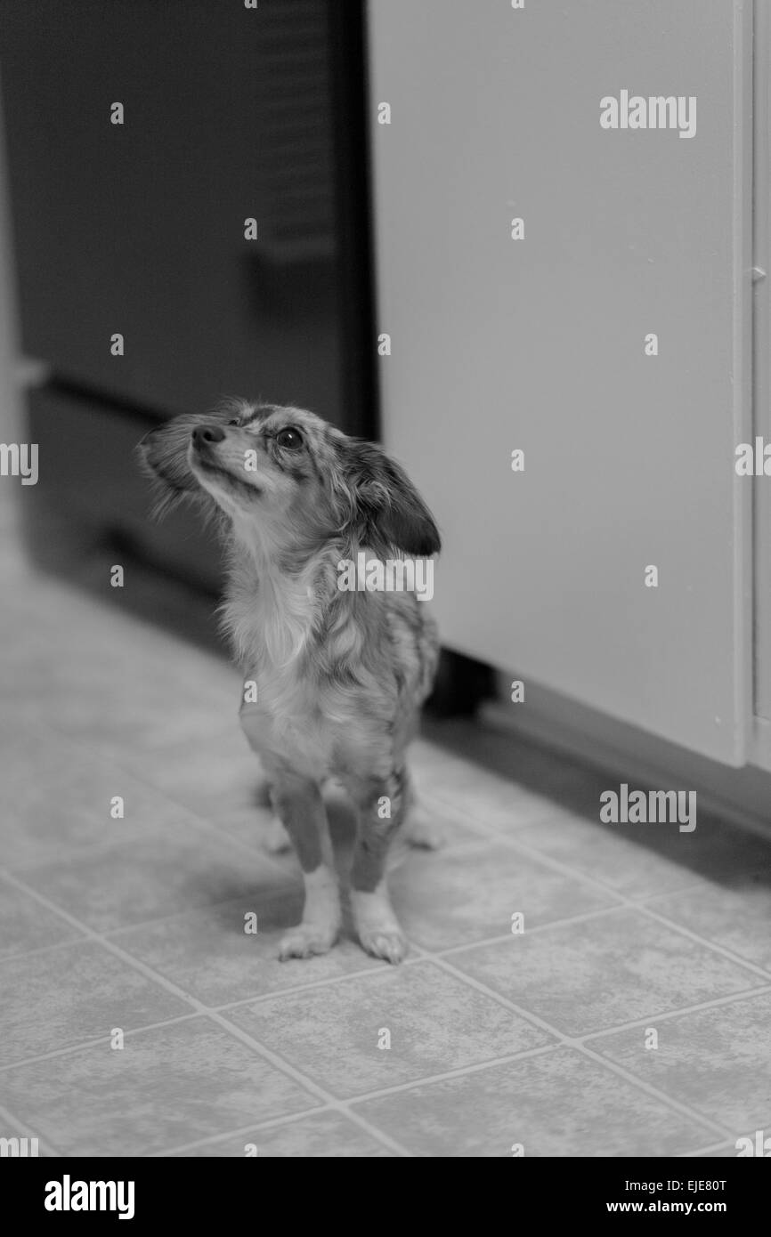 long haired dapple dachshund puppy looking up hoping to get some accidental food droppings Stock Photo