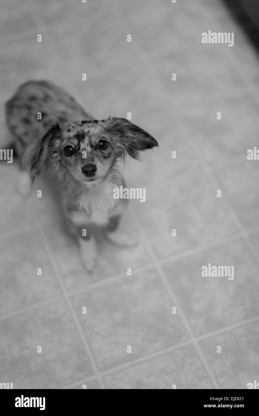 long haired dapple dachshund puppy looking up hoping to get some accidental food droppings Stock Photo