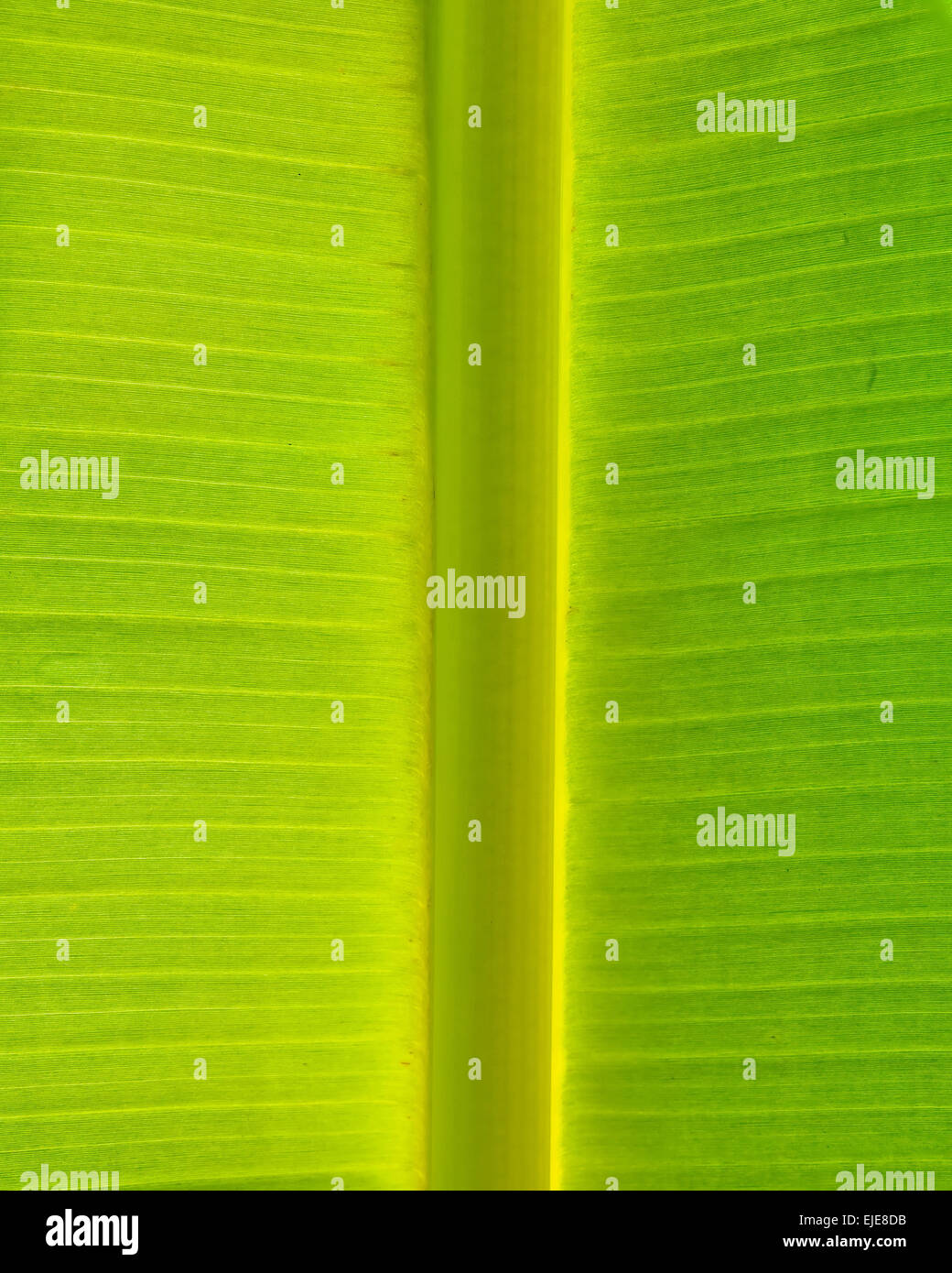 Symmetric of Banana Leaf Texture Stock Photo