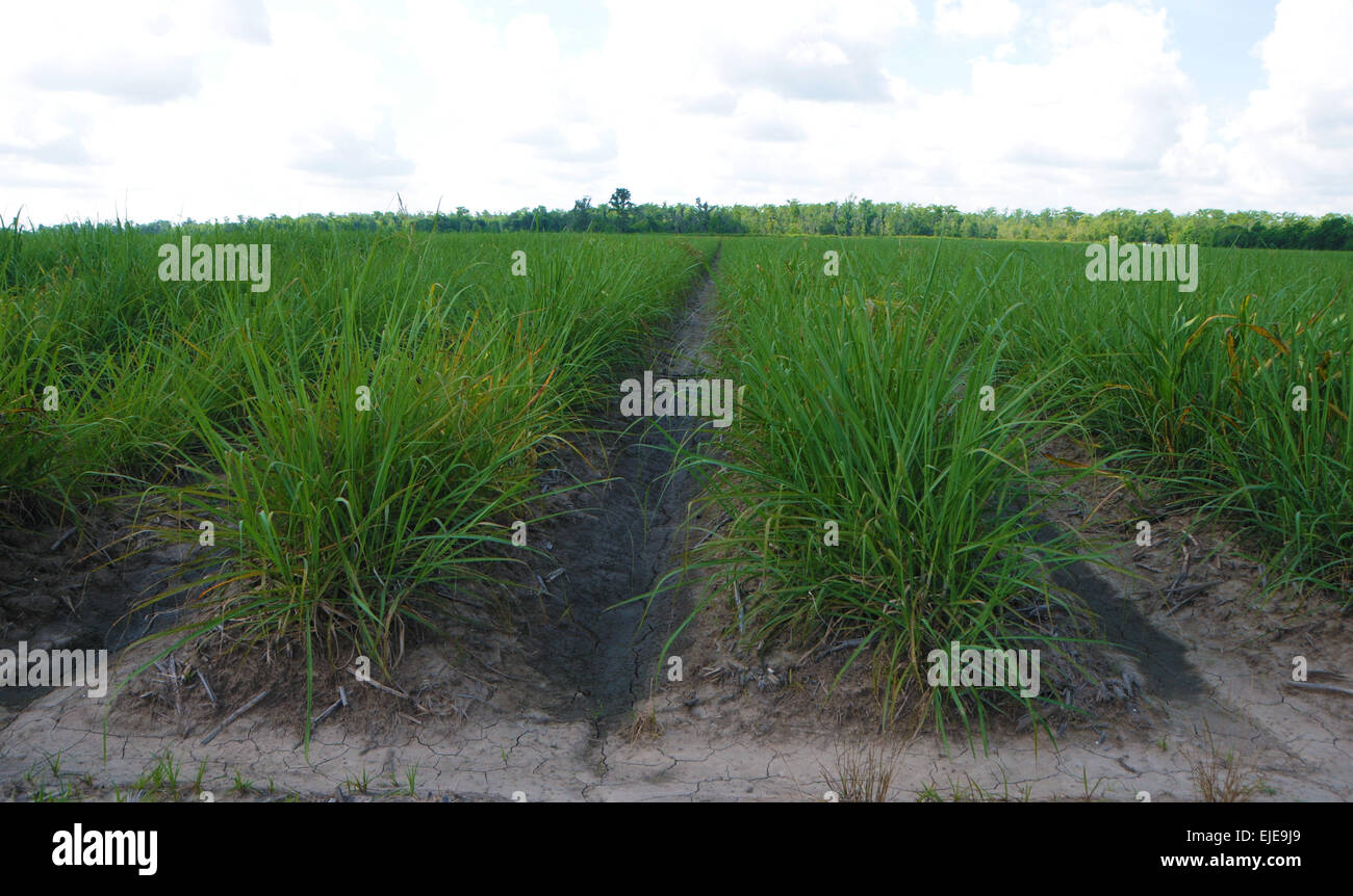Young sugar cane plants growing in fields near Houma, Louisiana, USA.  Includes close-ups of green leaves against blue skies. Stock Photo