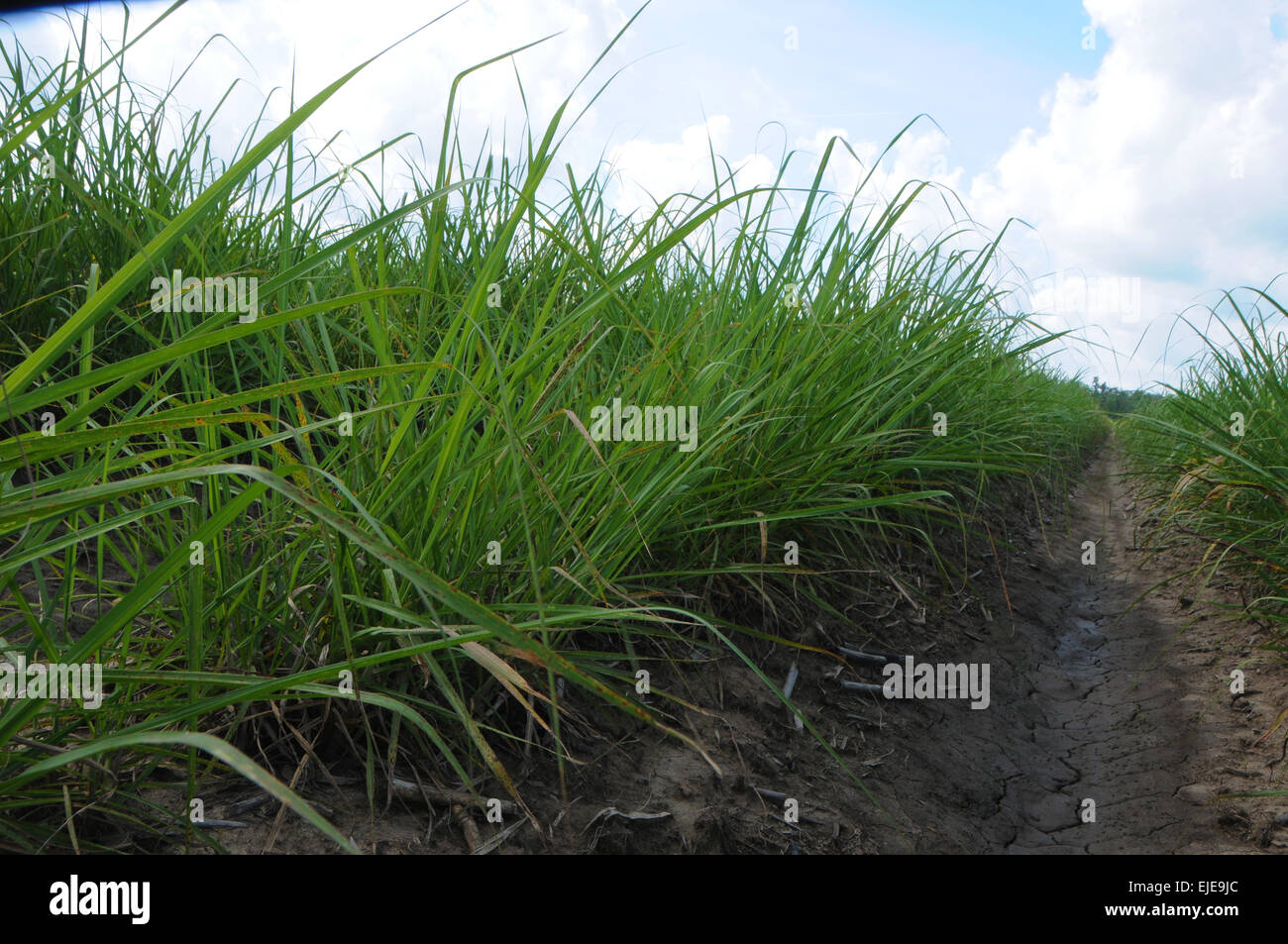 Young sugar cane plants growing in fields near Houma, Louisiana, USA.  Includes close-ups of green leaves against blue skies. Stock Photo