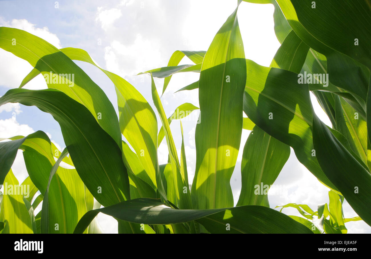 Field of young corn stalks growing near Houma, Louisiana, USA.  Includes close-ups of green leaves against blue skies. Stock Photo