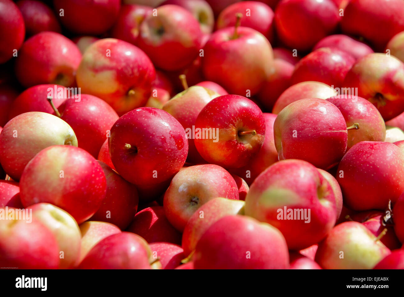 a freshly picked bushel of apples Stock Photo