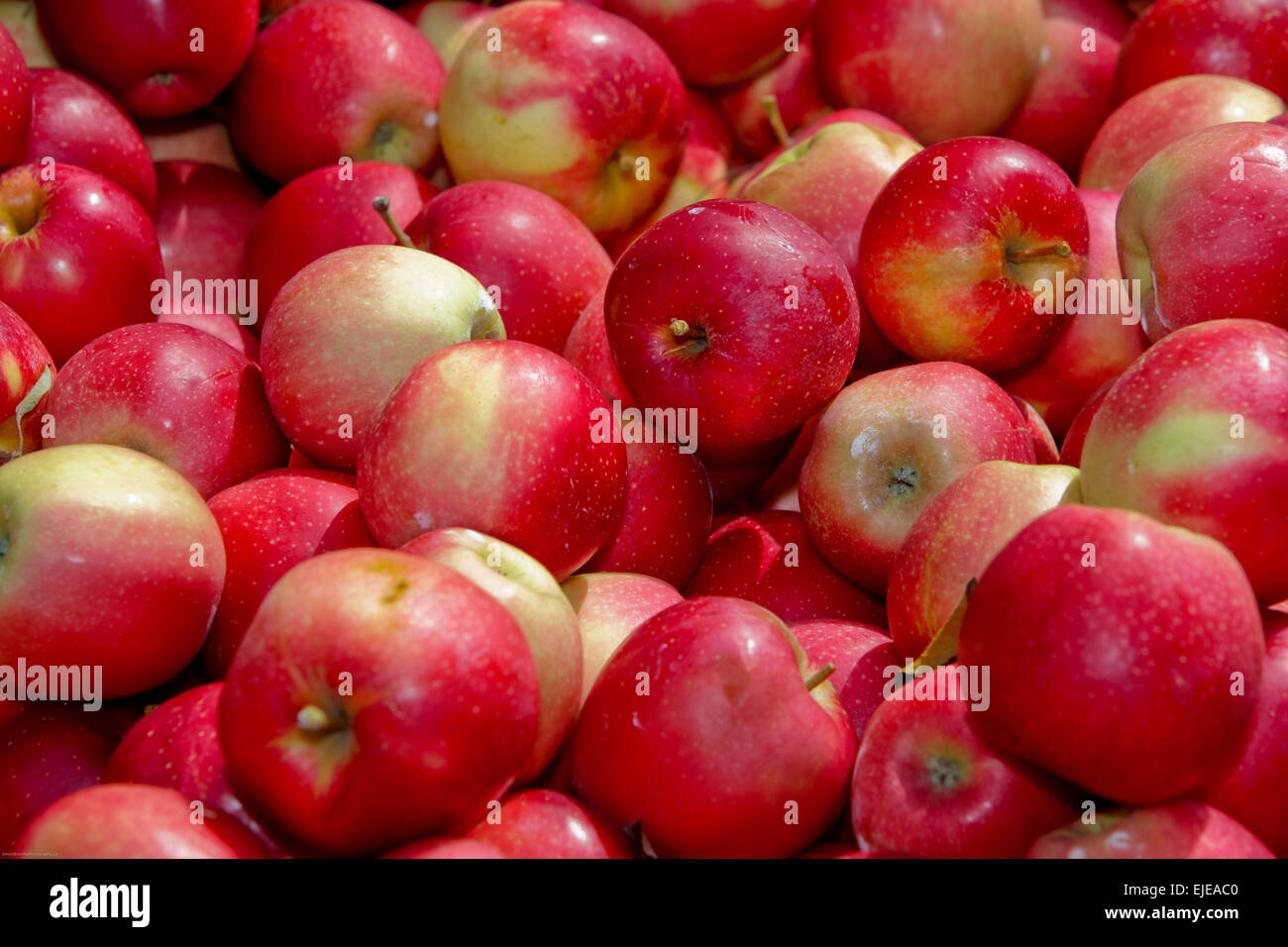 a freshly picked bushel of apples Stock Photo