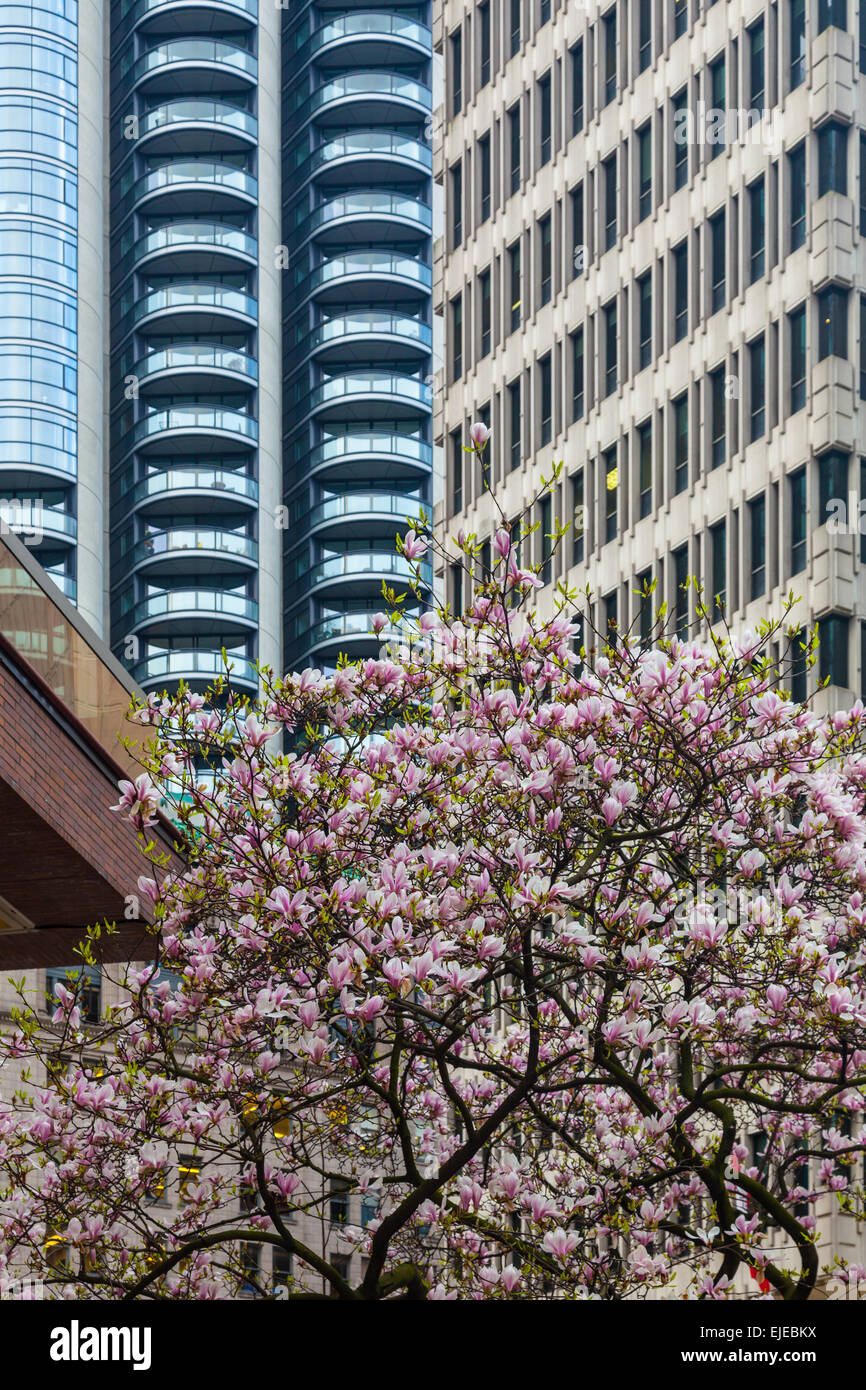 Magnolia tree blooming in downtown Vancouver, Canada Stock Photo Alamy