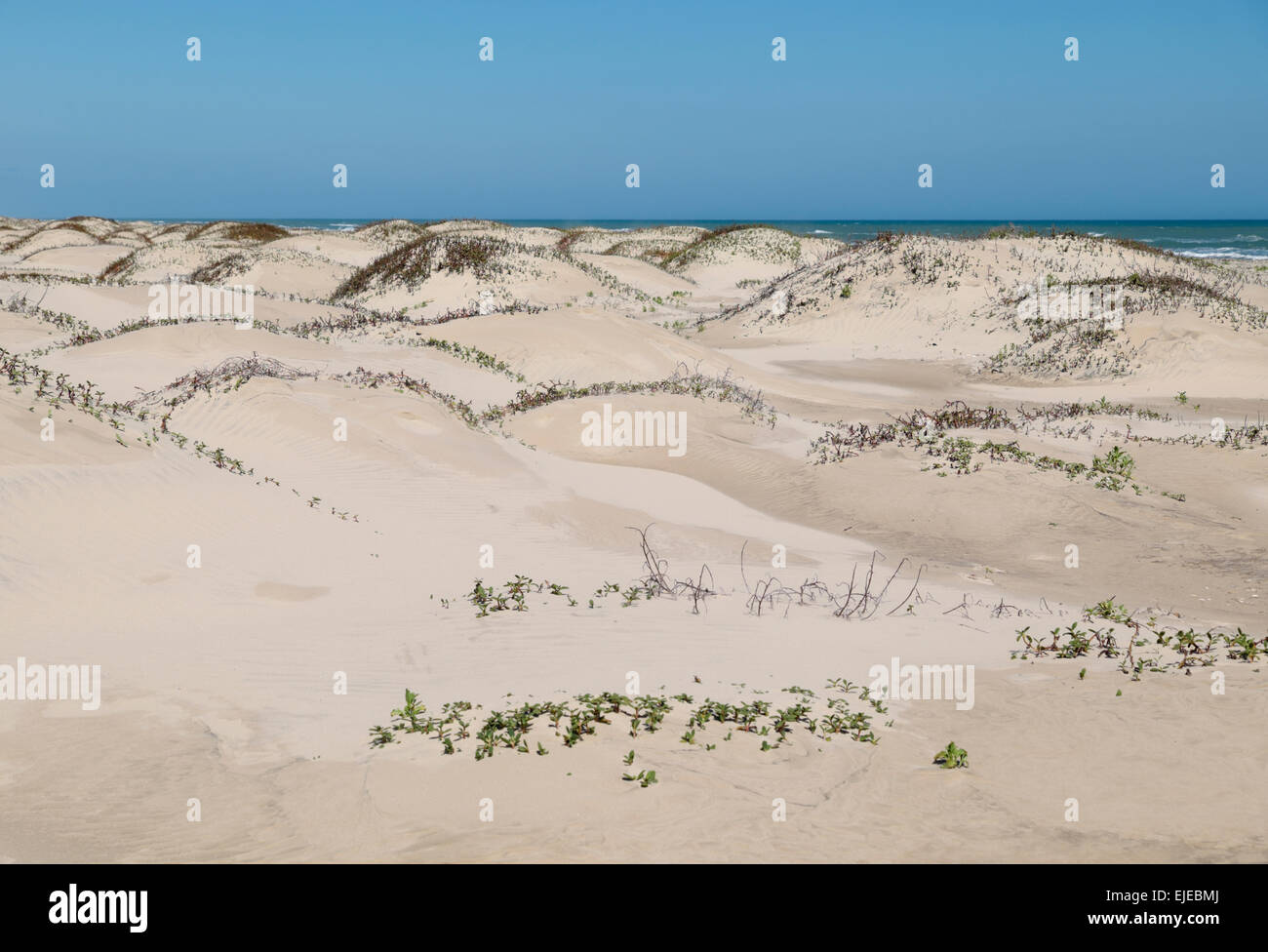 Introducir 111+ Imagen South Padre Sand Dunes - Abzlocal.mx