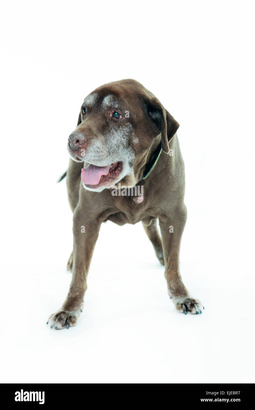 Old brown labrador dog isolated on white background. Studio shot. Stock Photo
