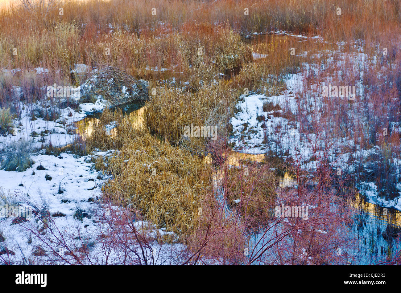 Beaver dam along Lower Calf Creek at sunrise with reflections on the